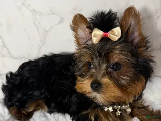 Yorkshire Terrier dogs Billy Rae - Ad 35