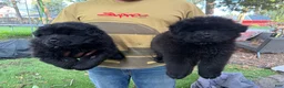 Chow Chow dogs for sale: Onyx  - Ad 2