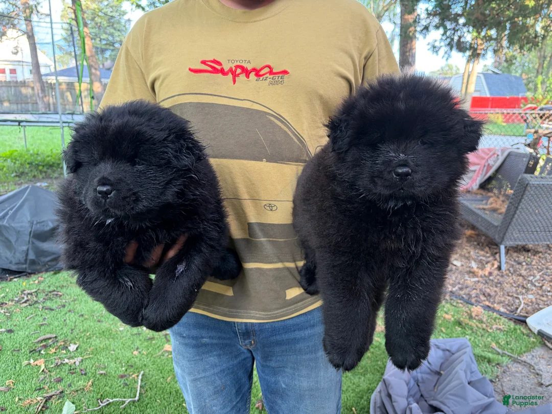 Chow Chow dogs for sale: Onyx  - Ad 2