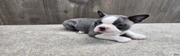 Boston Terrier dogs for sale: Boston Terrier Puppy 2 - Ad 5