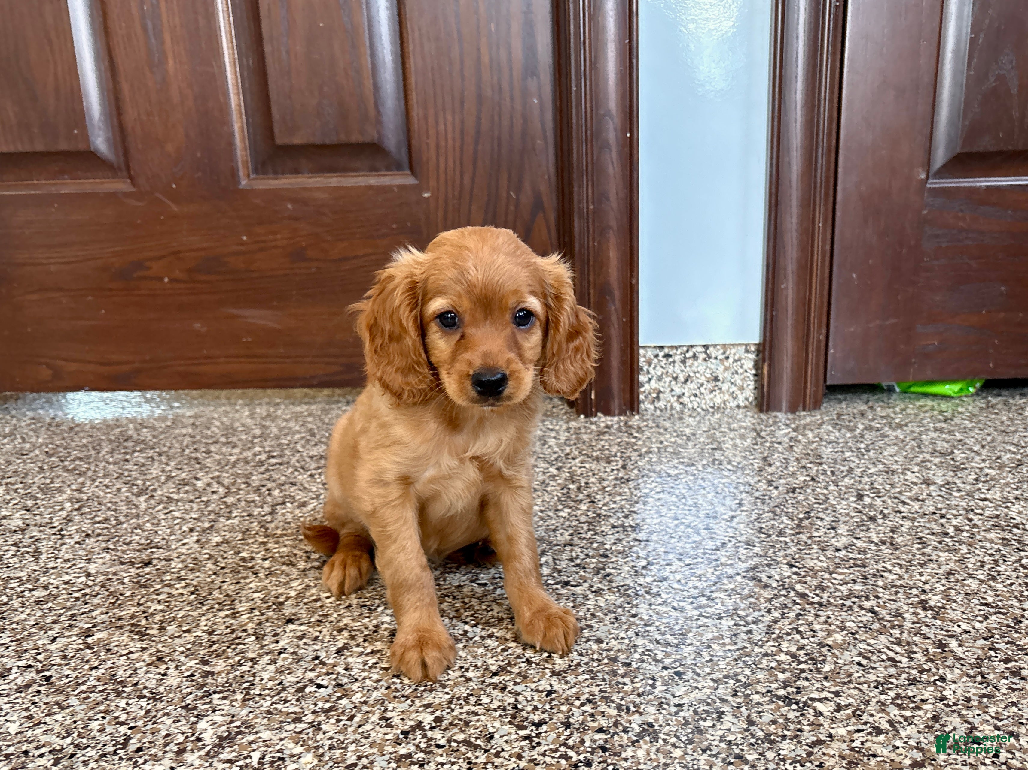Mixed Breed dogs Cavapoo/Cockapoo female 1 - Ad 2