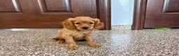 Mixed Breed dogs for sale: Cavapoo/Cockapoo female 1 - Ad 2