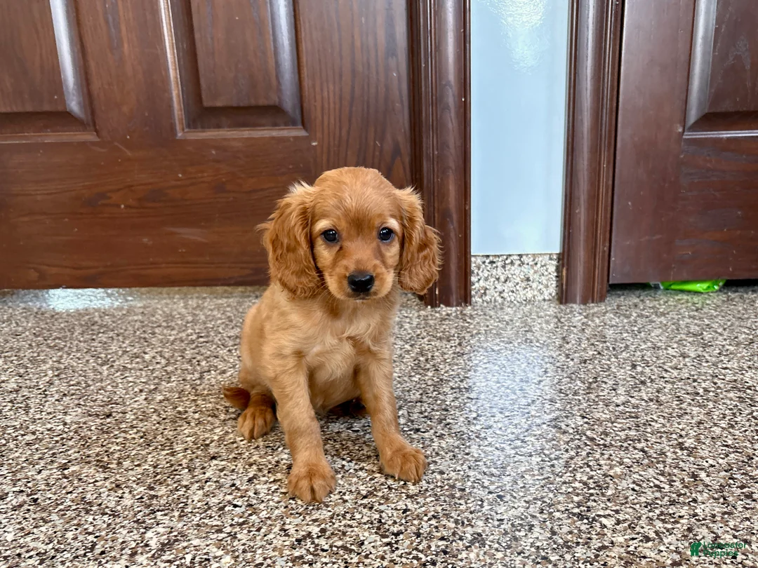Mixed Breed dogs for sale: Cavapoo/Cockapoo female 1 - Ad 2