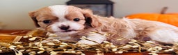 Cavalier King Charles Spaniel dogs for sale: Smokey  - Ad 1