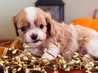 Cavalier King Charles Spaniel dogs Smokey - Ad 14