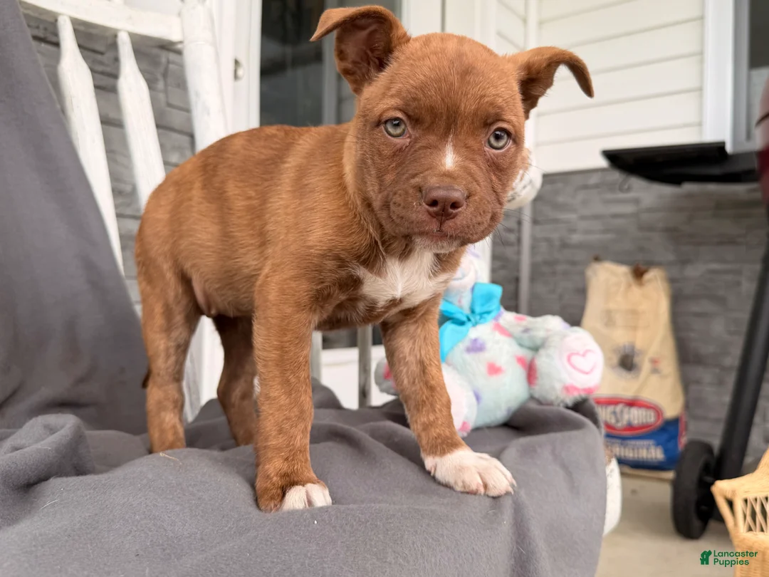 Mixed Breed dogs for sale: Rainbow - Ad 3