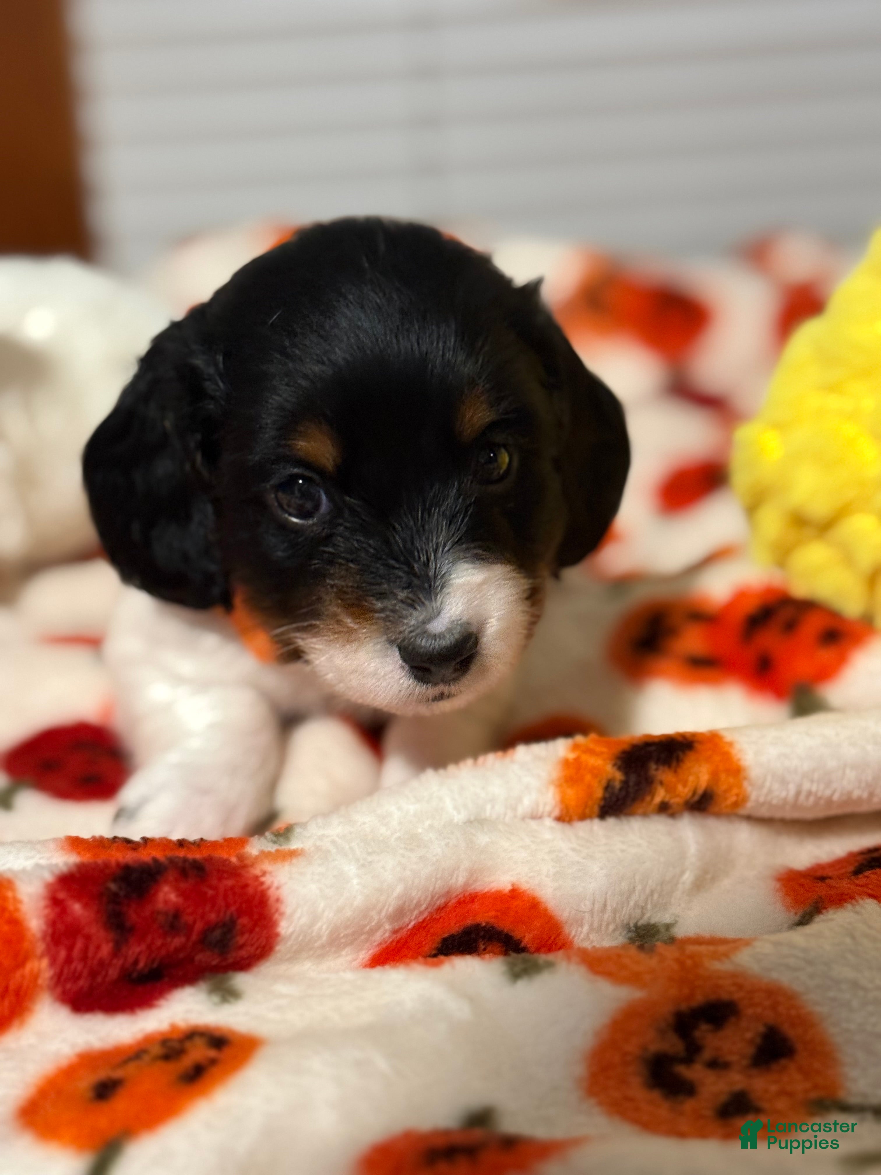 Miniature Dachshund dogs Miniature Dachshund 5 - Ad 5