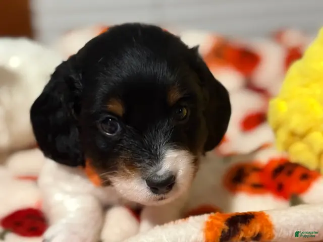 Miniature Dachshund dogs for sale: Miniature Dachshund 5 - Ad 2