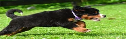 Bernese Mountain Dog dogs for sale: Nora - Ad 10