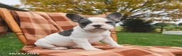 French Bulldog dogs for sale: Bonnie - Ad 1