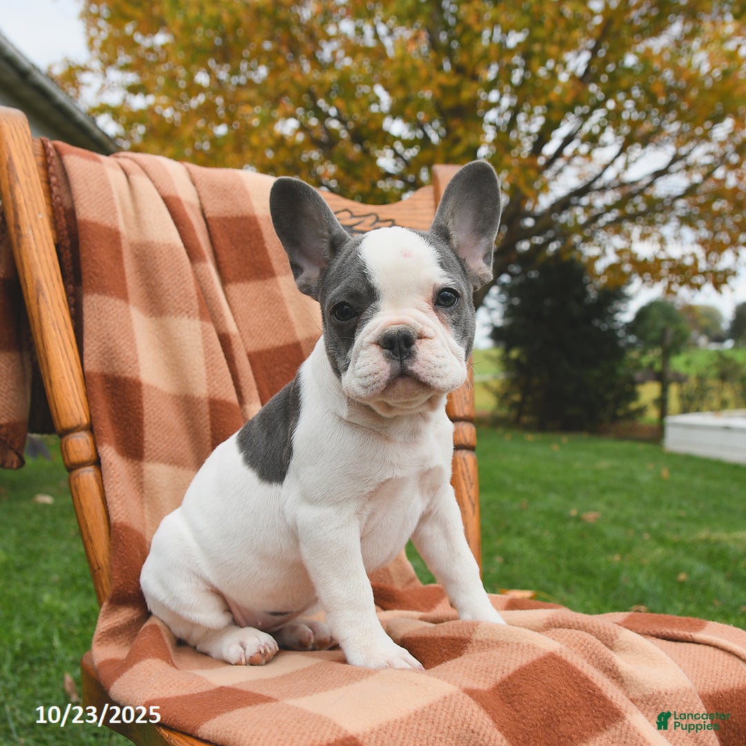 French Bulldog dogs for sale: Bonnie - Ad 1