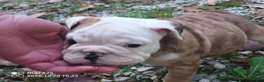 French Bulldog 4