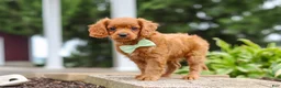 Cavapoo dogs for sale: Dax - Ad 8