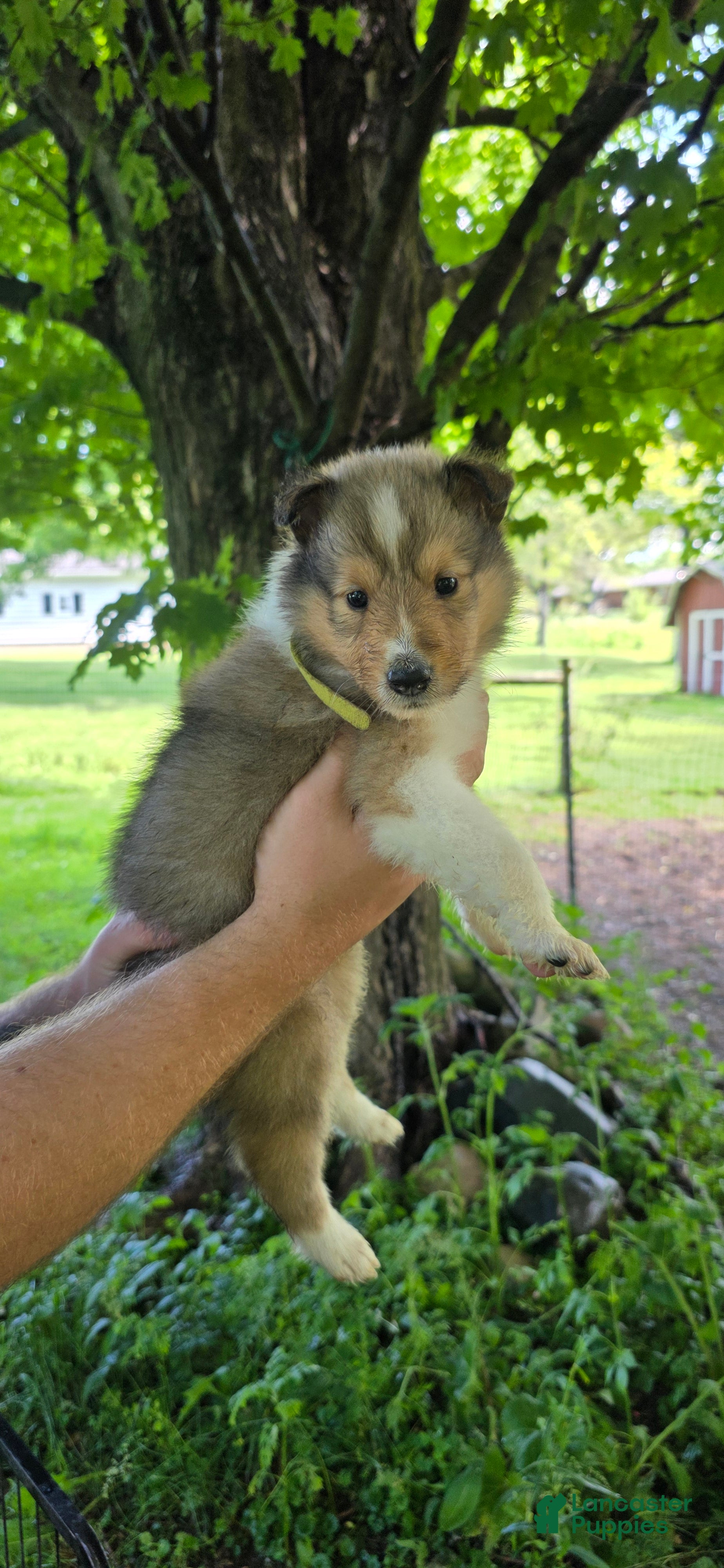 Collie dogs Collie Puppy 5 - Ad 1