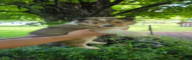 Collie Puppy 5