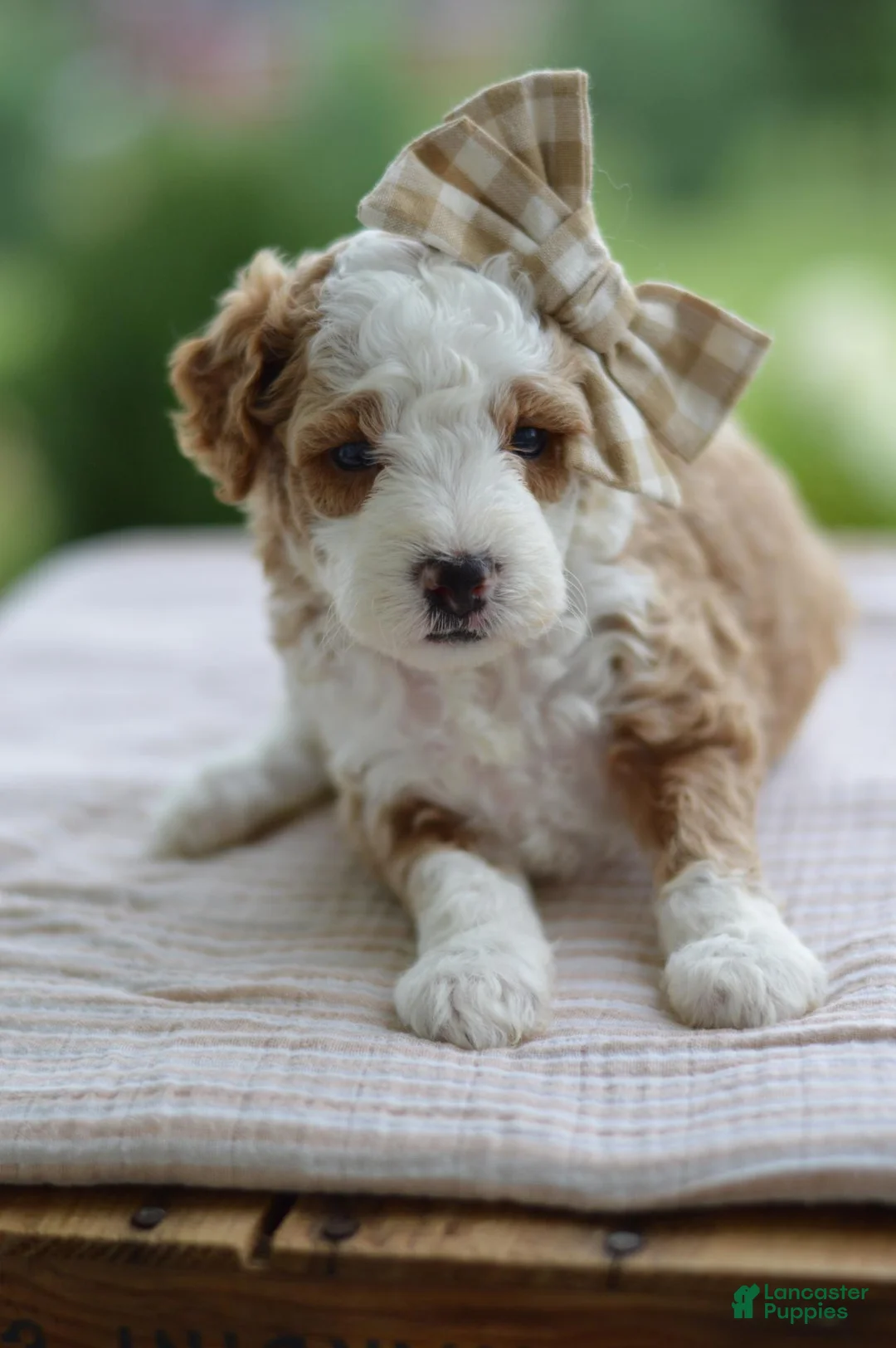 Mini Goldendoodle dogs for sale: February - Ad 1