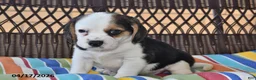 Beagle dogs for sale: Oddie - Ad 1
