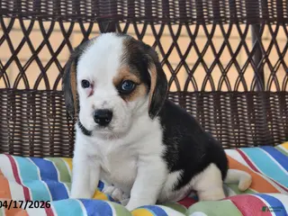 Beagle dogs for sale: Oddie - Ad 4