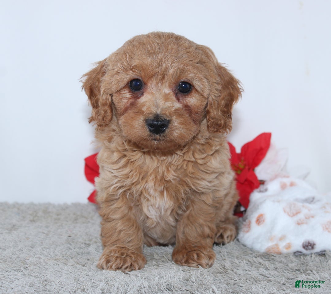 Mini Goldendoodle dogs for sale: Irvin - Ad 3