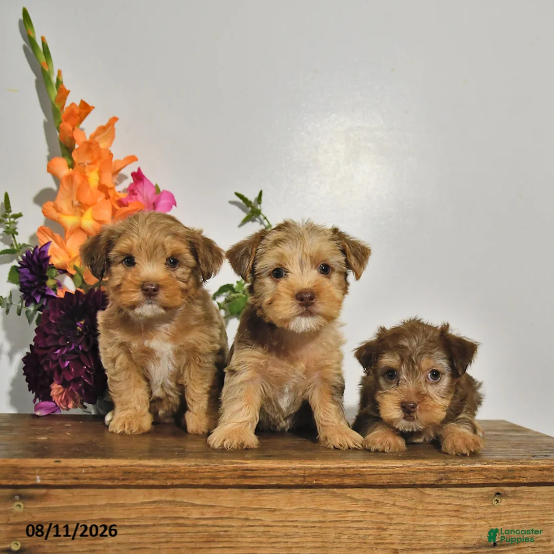 Yorkshire Terrier dogs for sale: Tilly - Ad 5