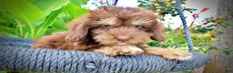 Havapoo dogs for sale: Frisky - Ad 2