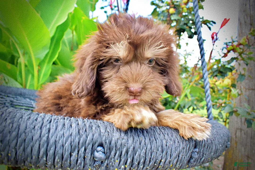 Havapoo dogs for sale: Frisky - Ad 2