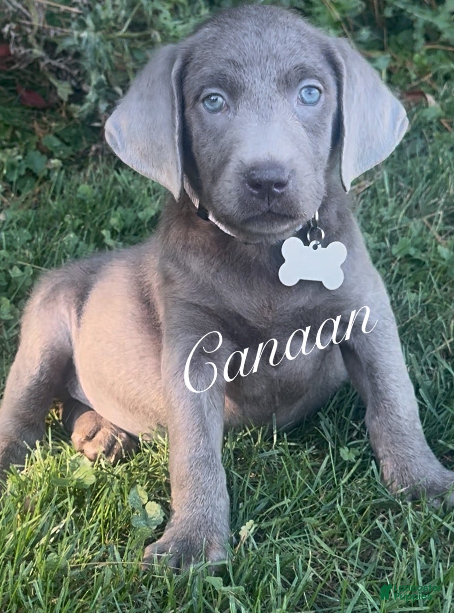 Labrador Retriever dogs for sale: Labrador Retriever 1 - Ad 1