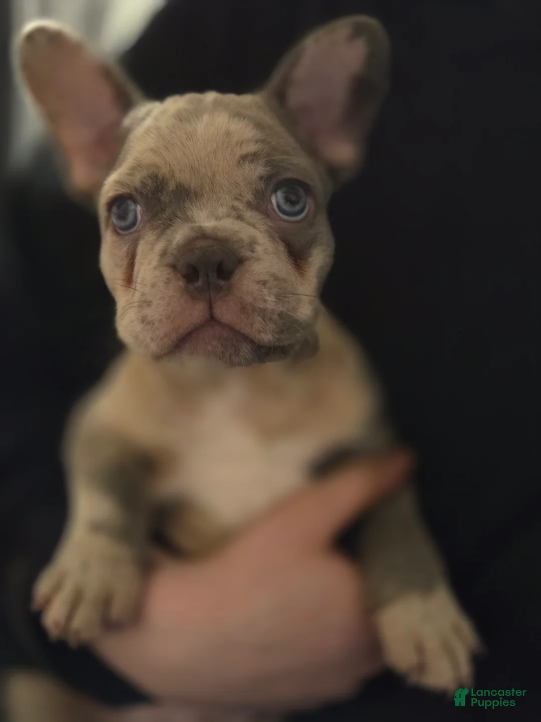 French Bulldog dogs for sale: French Bulldog Puppy 1 - Ad 4