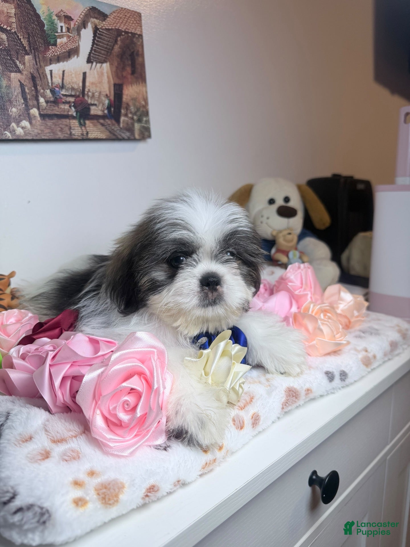 Shih Tzu dogs Oreo - Ad 2