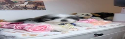 Shih Tzu dogs for sale: Oreo - Ad 2