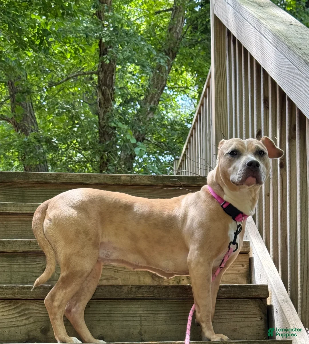 American Bully dogs for sale: American Bully Puppy 1 - Ad 5