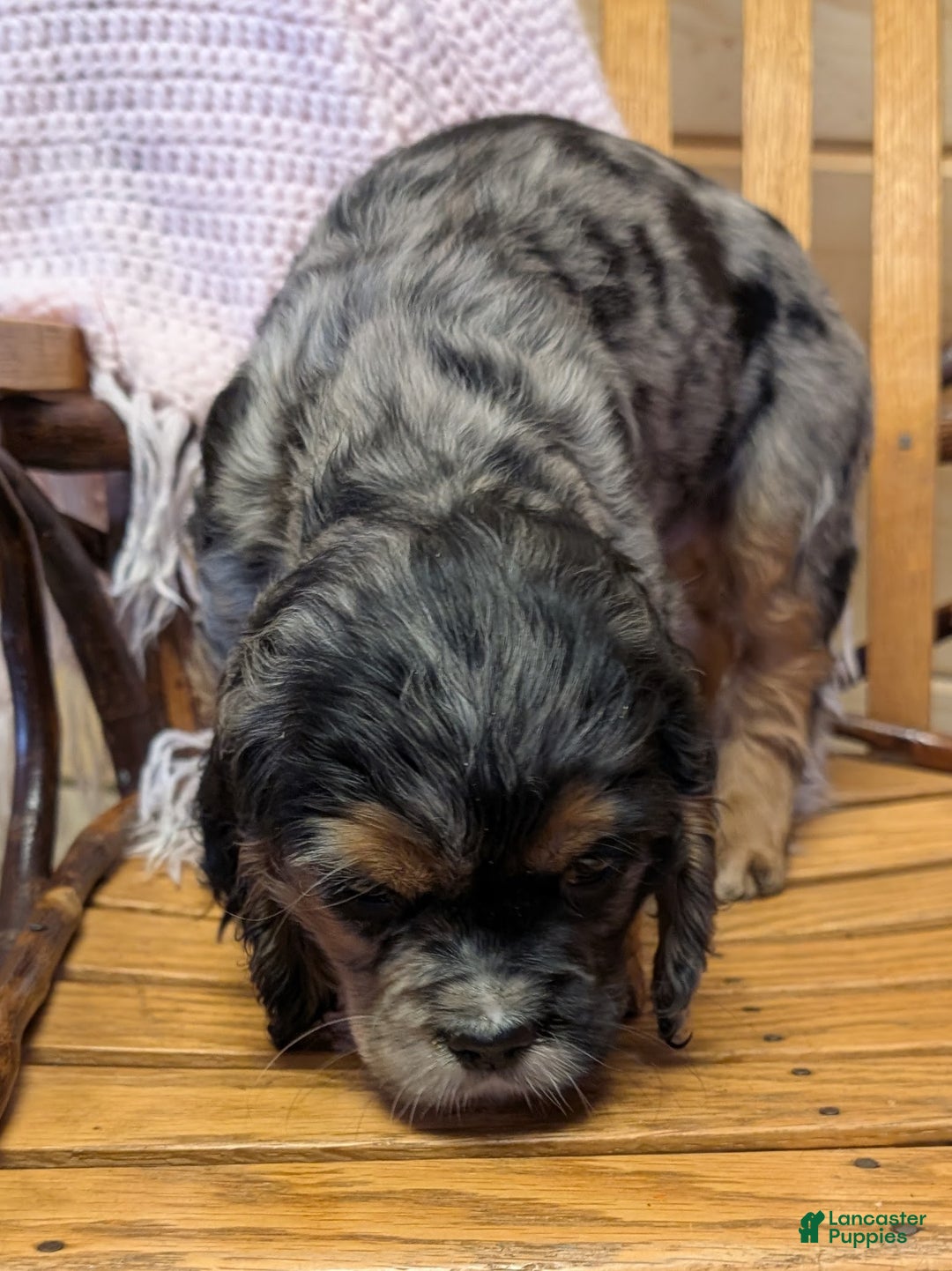 Cocker Spaniel dogs for sale: Willow - Ad 3