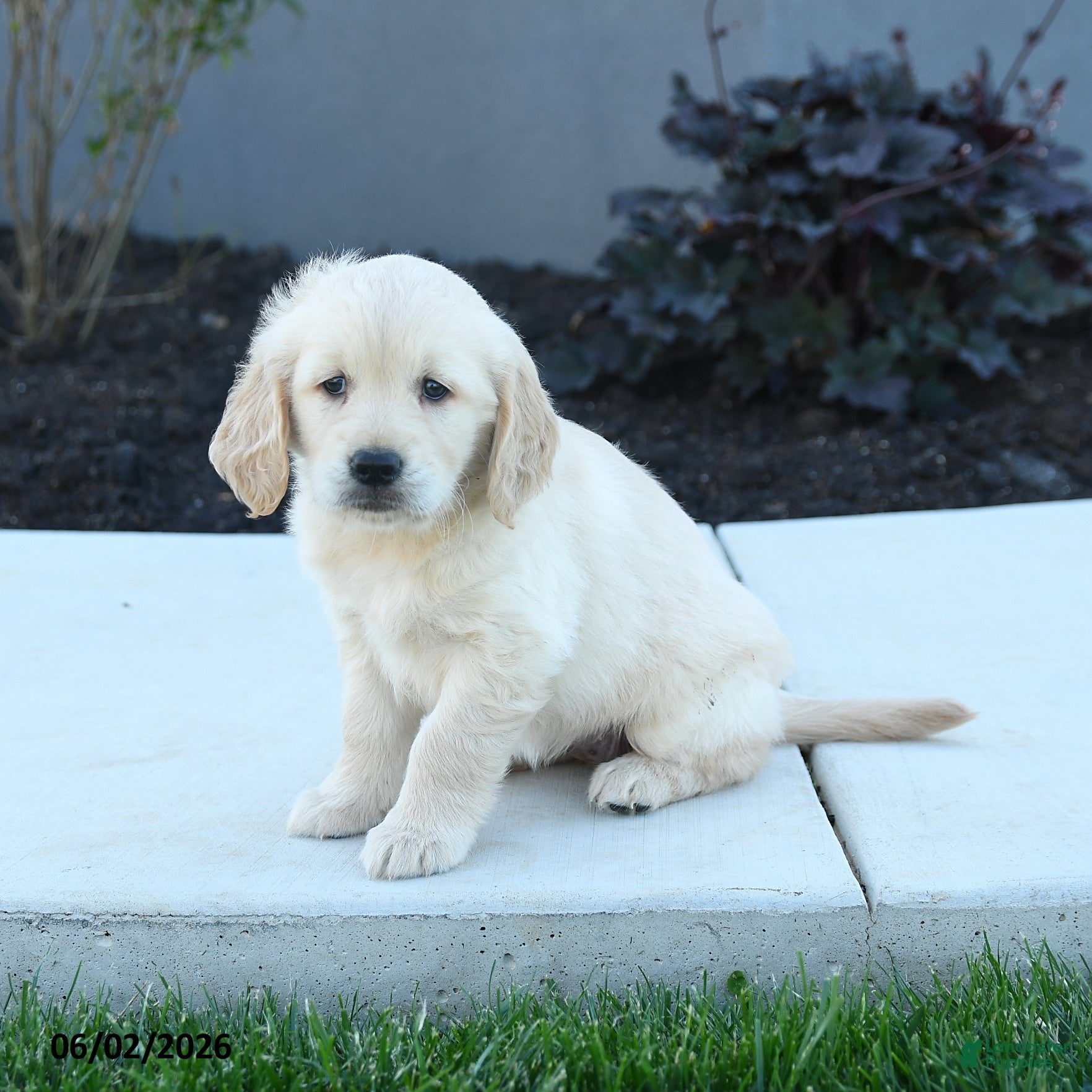 Golden Retriever dogs for sale: Willow - Ad 3