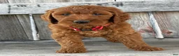 Irish Doodle dogs for sale: Brooklyn - Ad 15