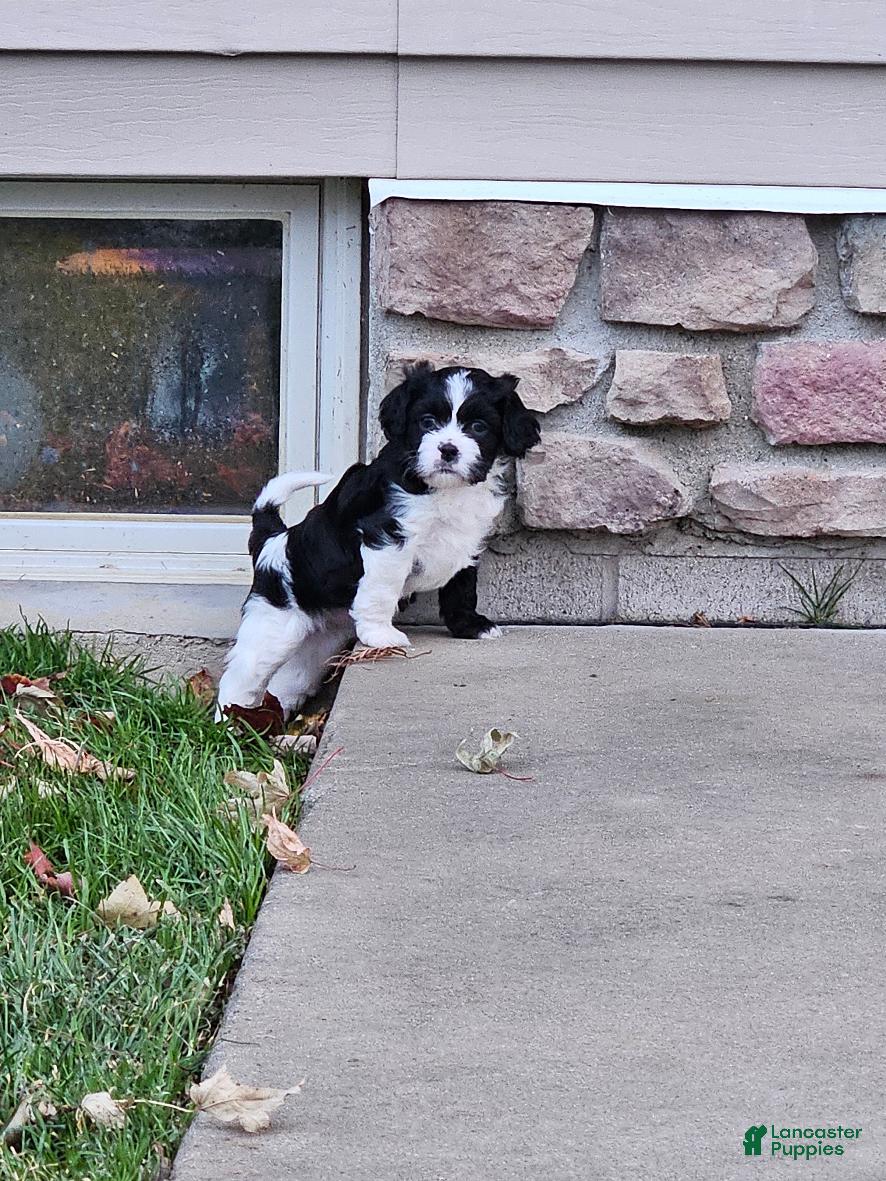 Mixed Breed dogs Cookie - Ad 41