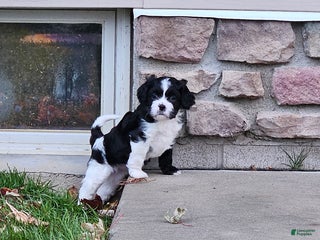 Mixed Breed dogs Cookie - Ad 7