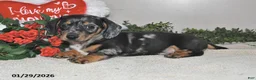 Miniature Dachshund dogs for sale: Gilbert - Ad 4