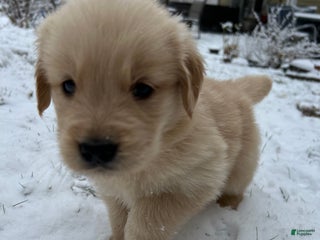 Golden Retriever dogs Golden Retriever Puppy pink - Ad 26