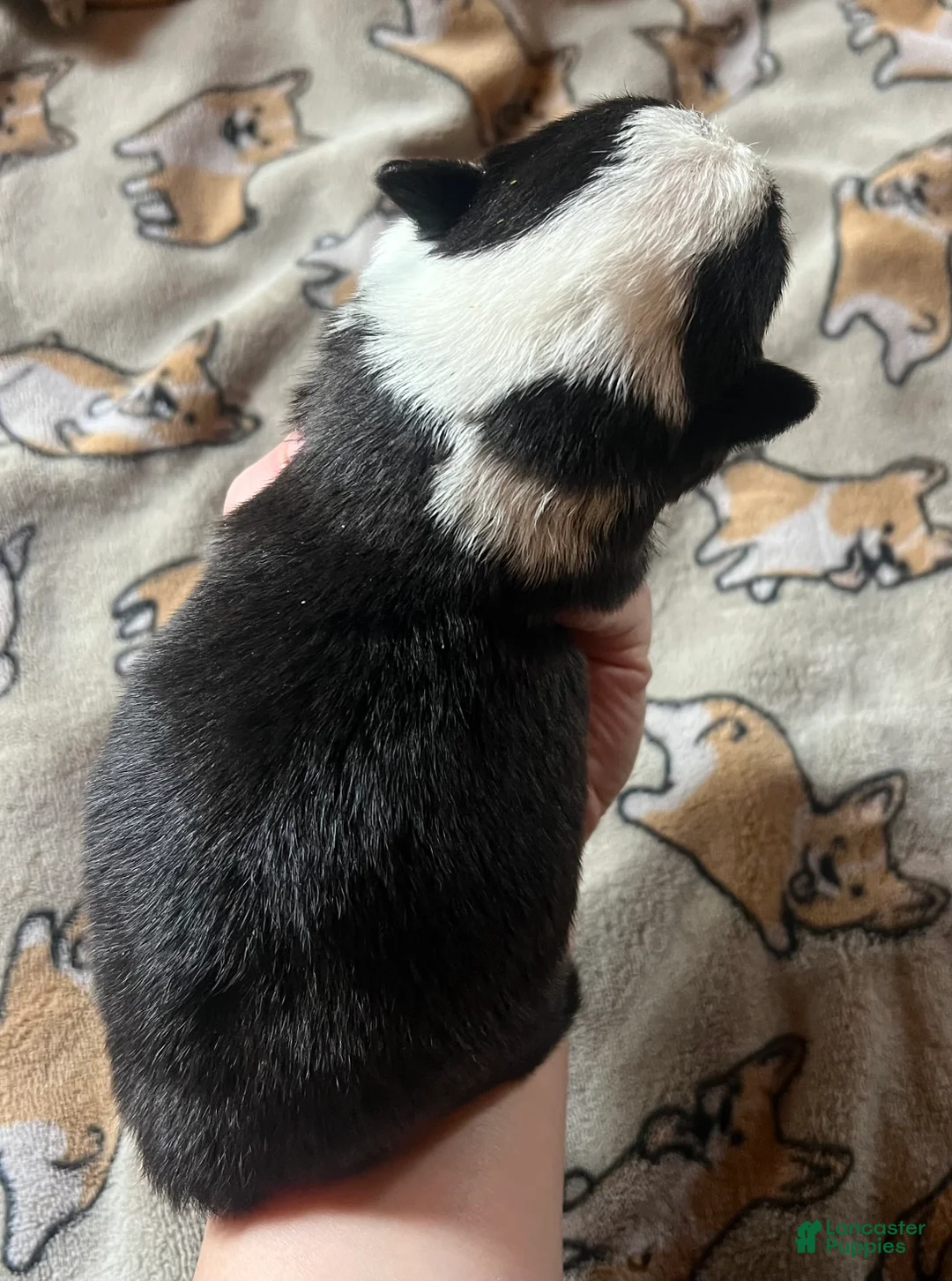 Welsh Corgi Pembroke dogs for sale: Coal - Ad 2