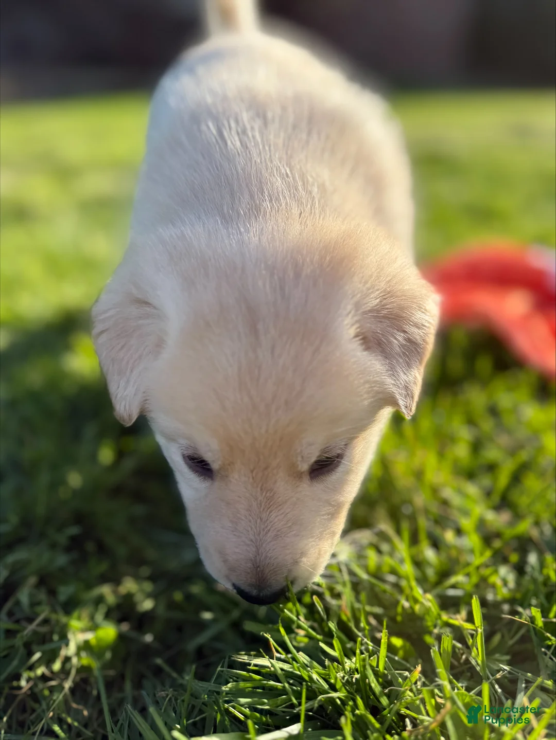 Sheprador dogs for sale: JellyBean - Ad 2