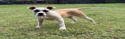 American Bulldog dogs for sale: Penny - Ad 7