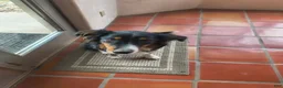 Border Collie dogs for sale: Tank - Ad 3