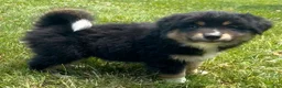 Mixed Breed dogs for sale: Bear - Ad 4