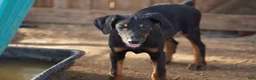 Doberman Pinscher dogs for sale: Milhouse - Ad 8