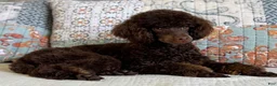 Miniature Poodle dogs for sale: Phineas - Ad 10