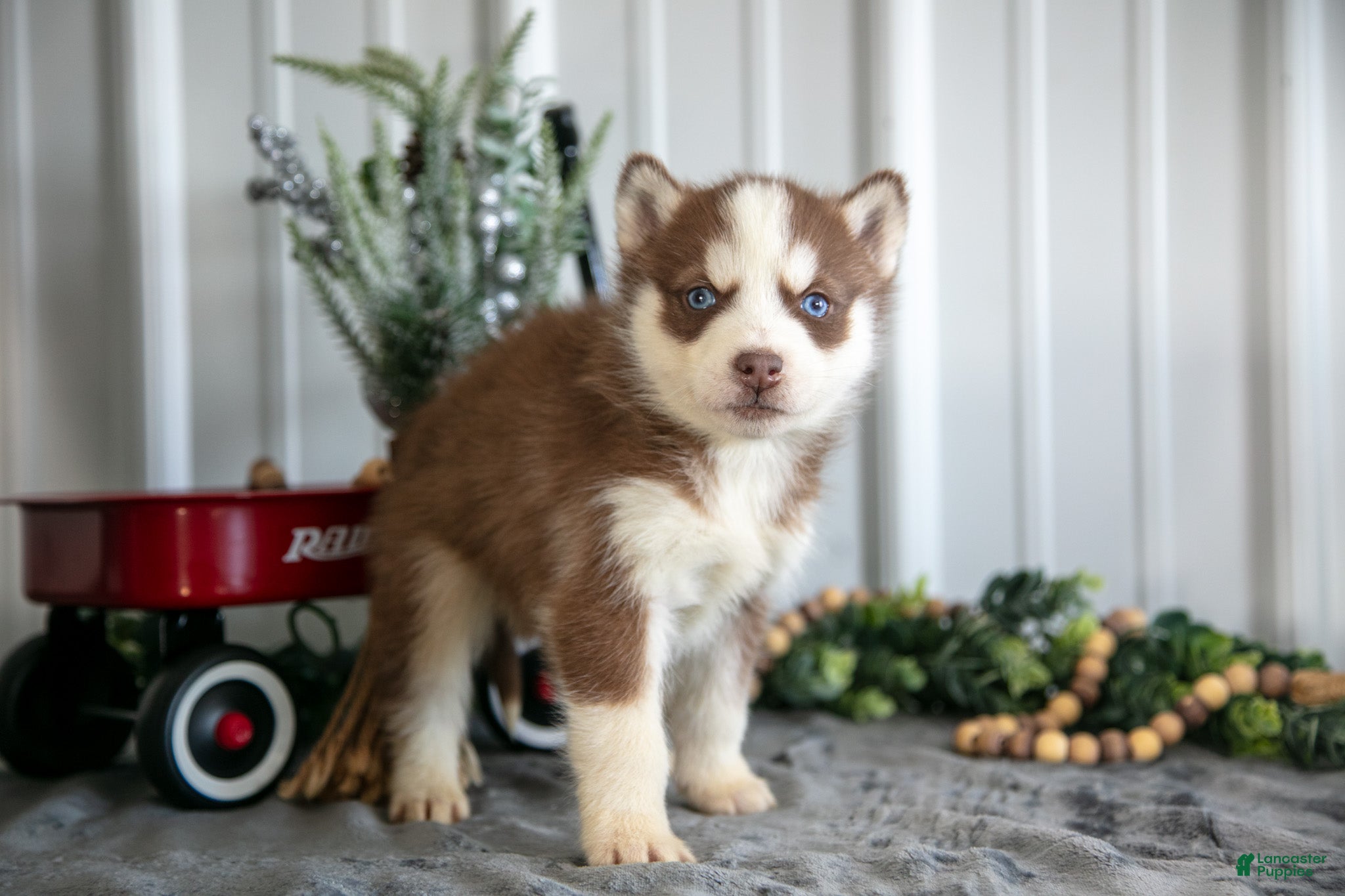 Siberian Husky dogs Stefan - Ad 13