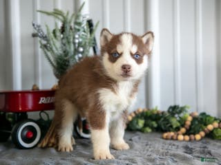 Siberian Husky dogs Stefan - Ad 14