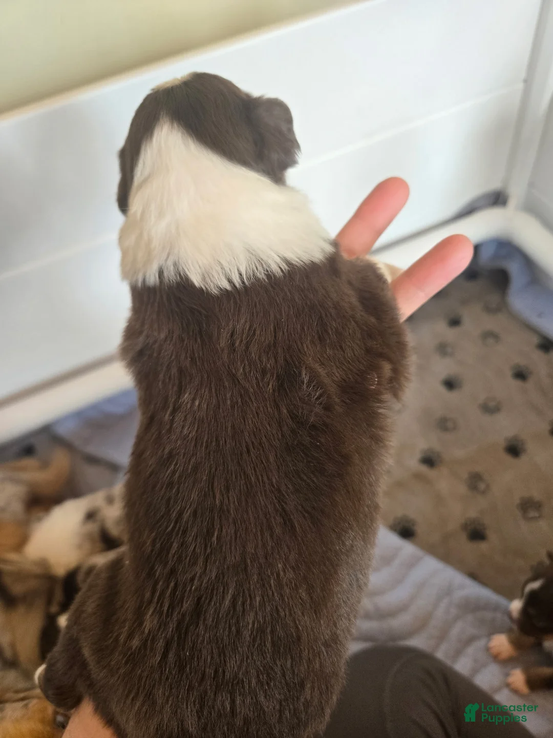 Australian Shepherd dogs for sale: Australian Shepherd Puppy 3 - Ad 2