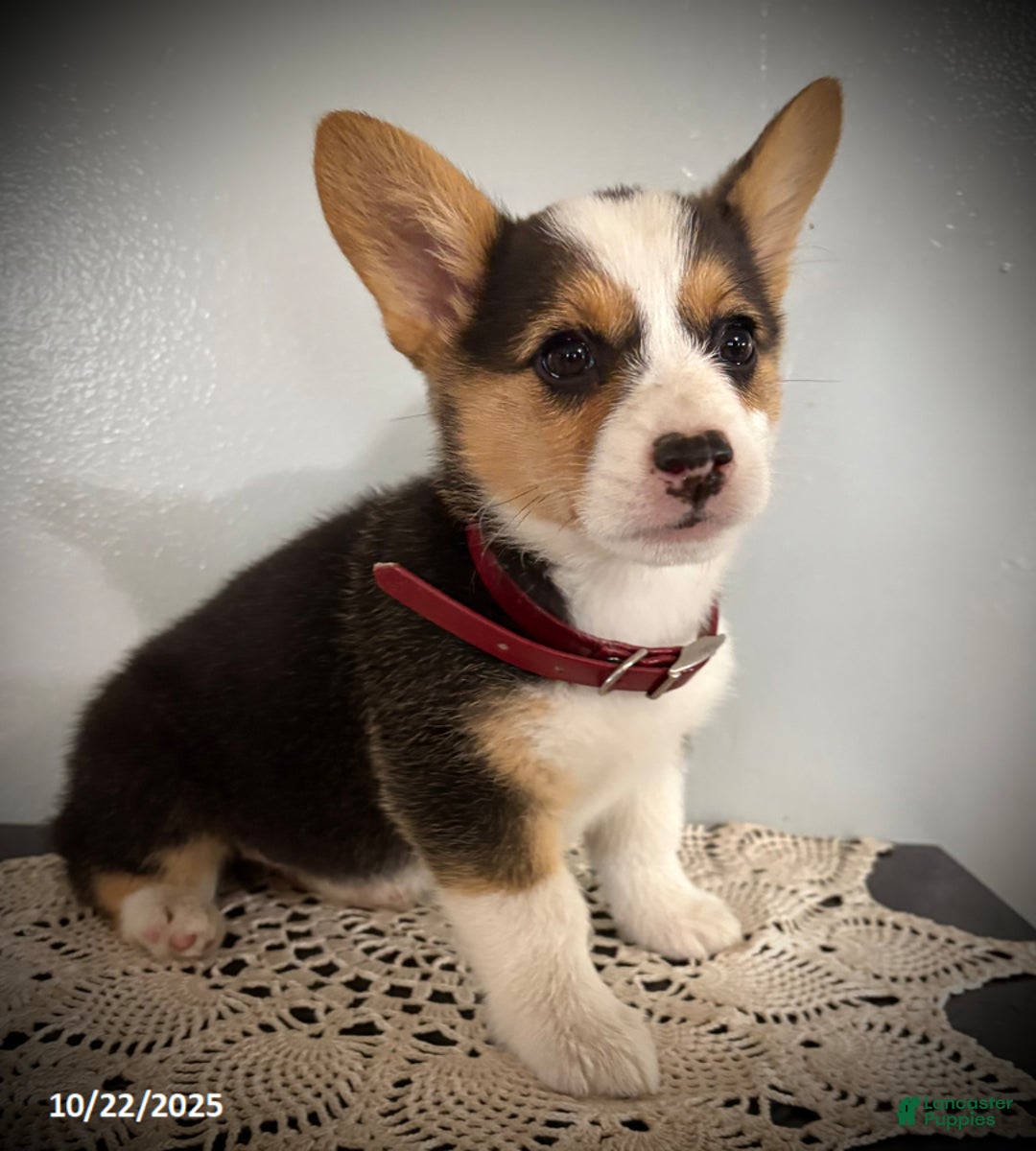 Welsh Corgi Pembroke dogs for sale: Pansy - Ad 2