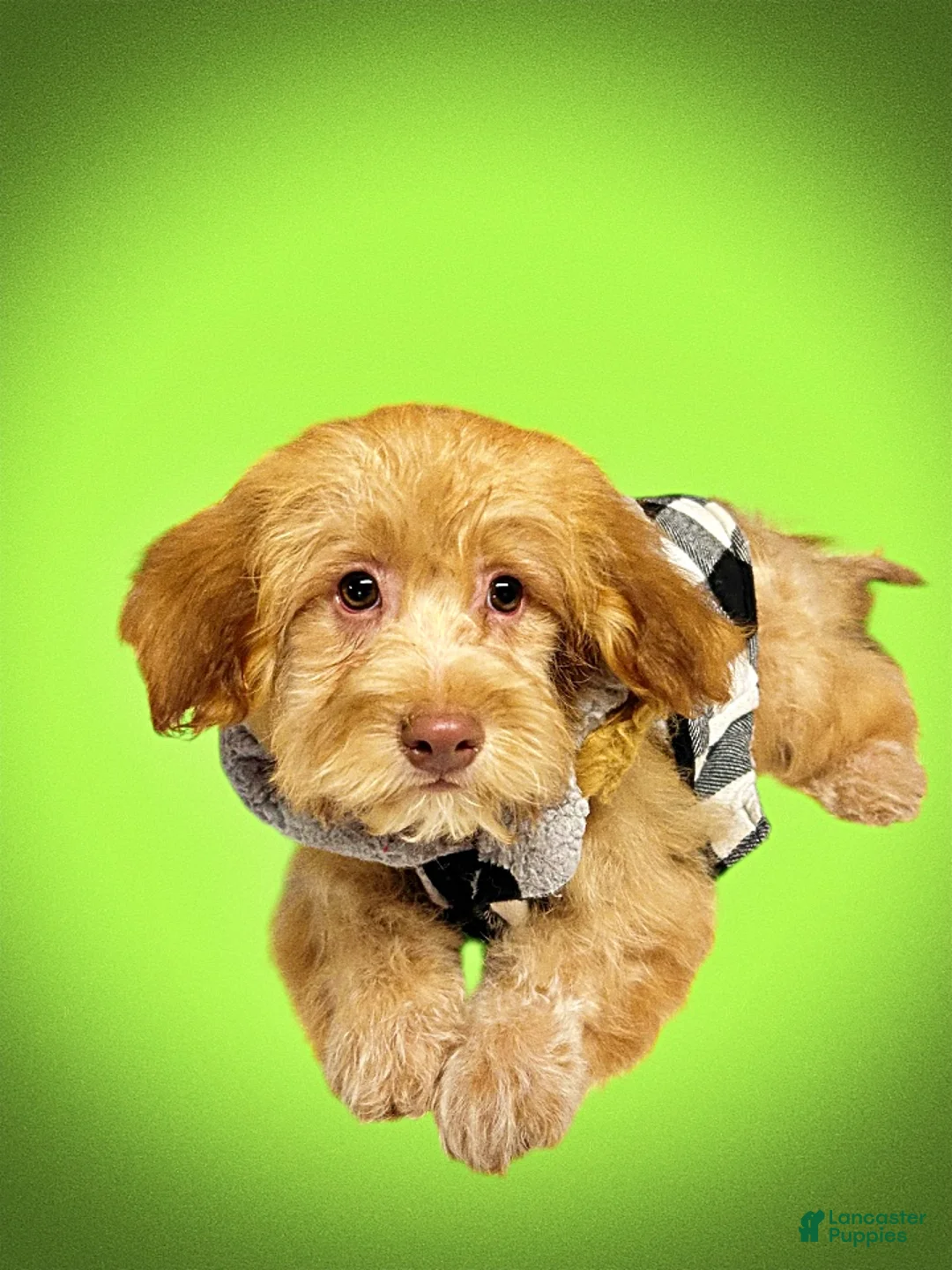 Havapoo dogs for sale: Scout - Ad 17